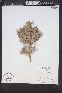 Abies magnifica image