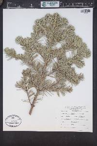 Abies magnifica image