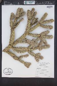 Abies magnifica image