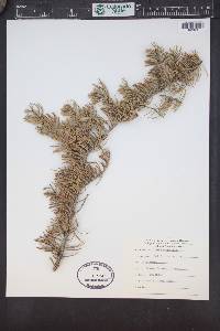 Abies magnifica image