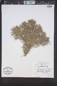 Abies magnifica image