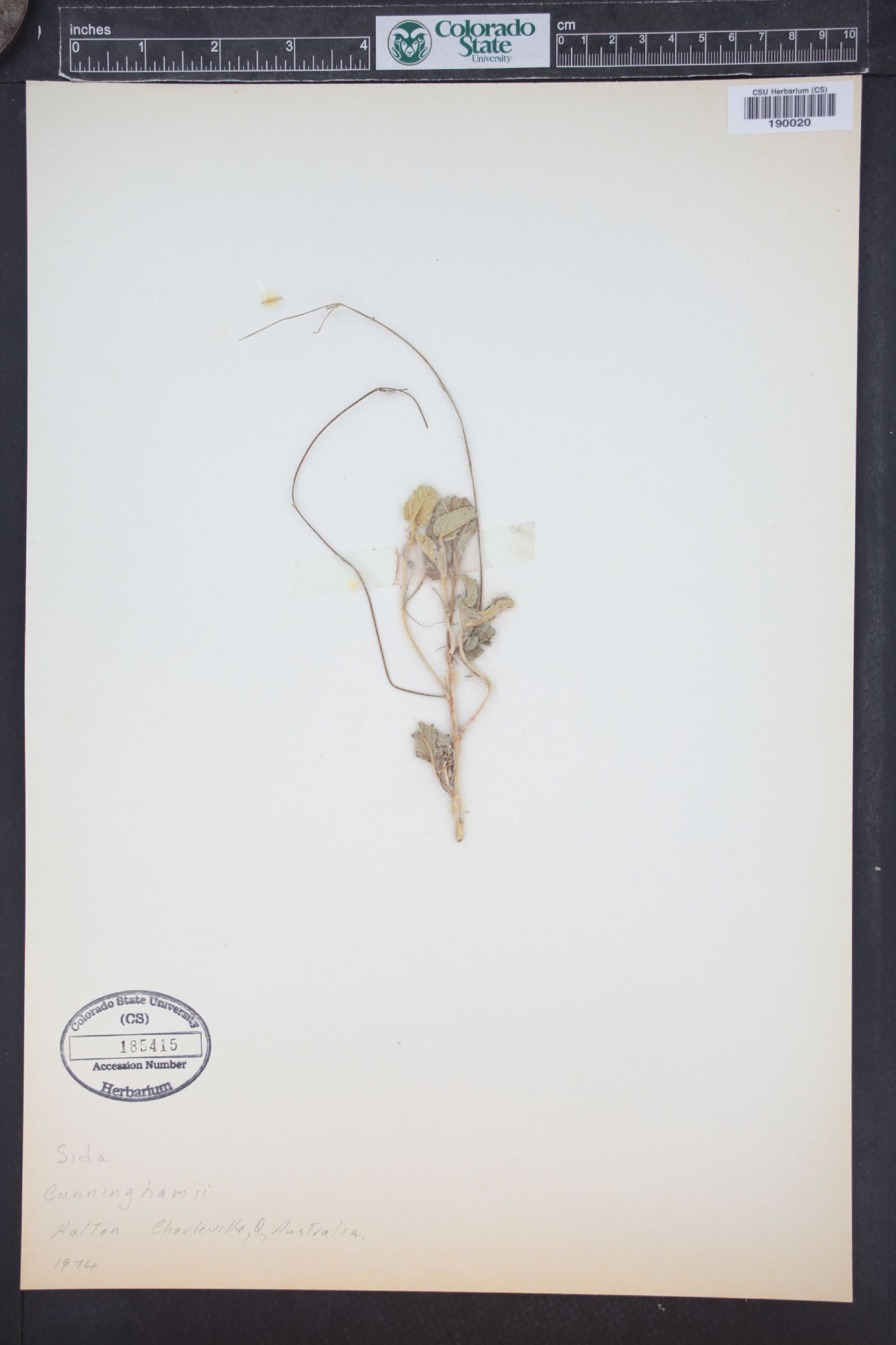Sida pedunculata image