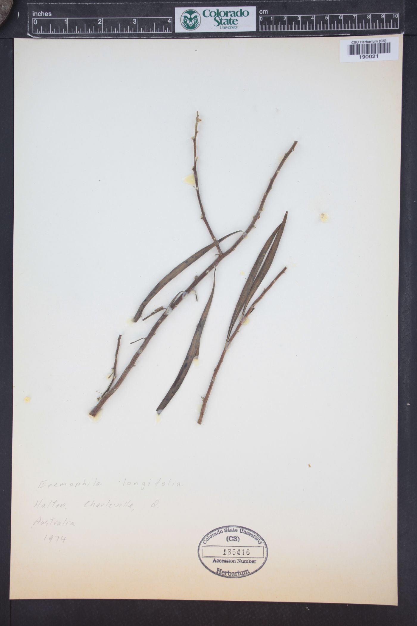 Eremophila longifolia image