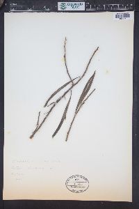 Eremophila longifolia image