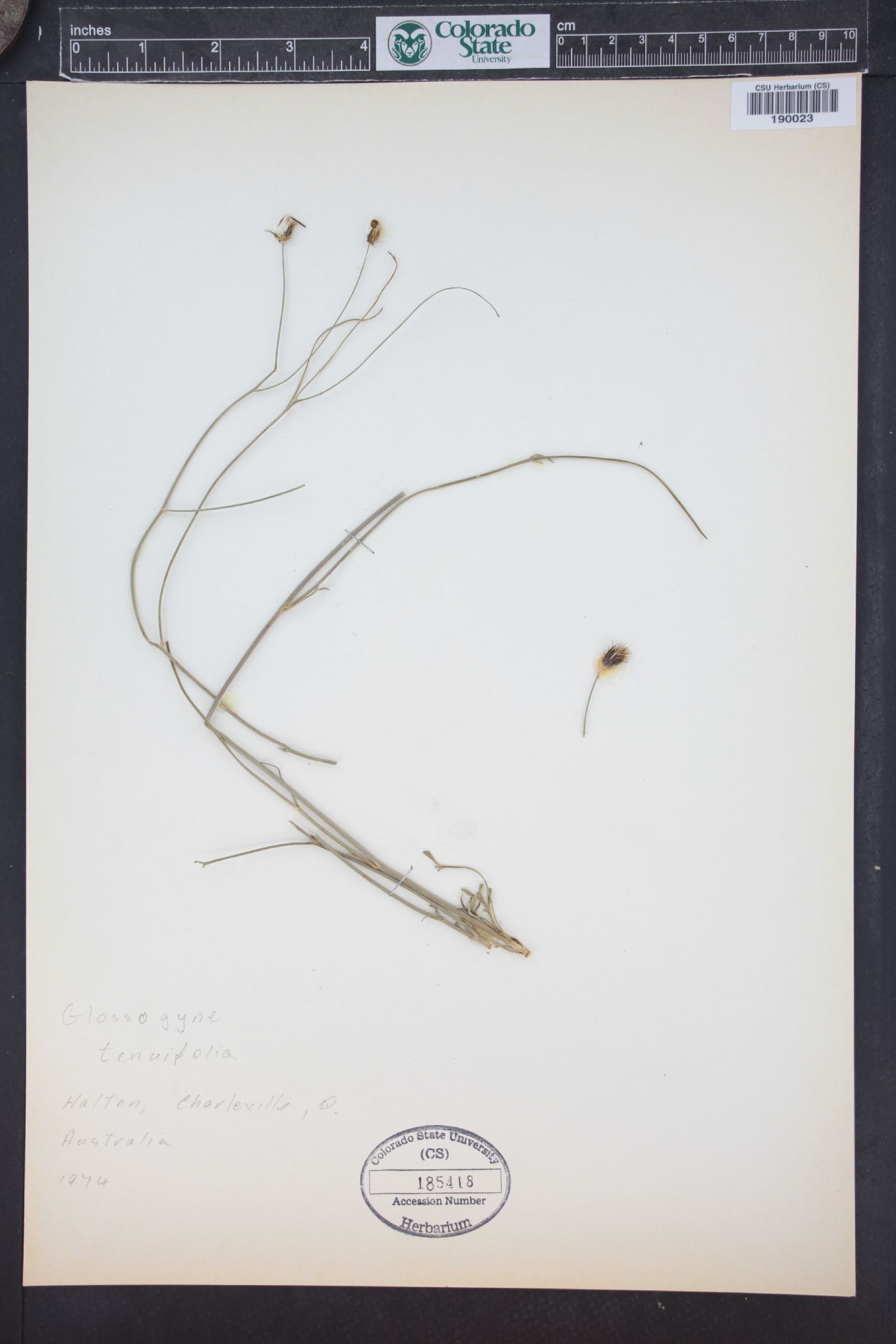 Glossocardia bidens image