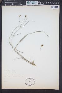 Glossocardia bidens image