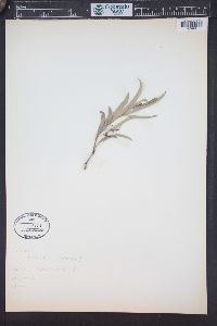 Acacia aneura image