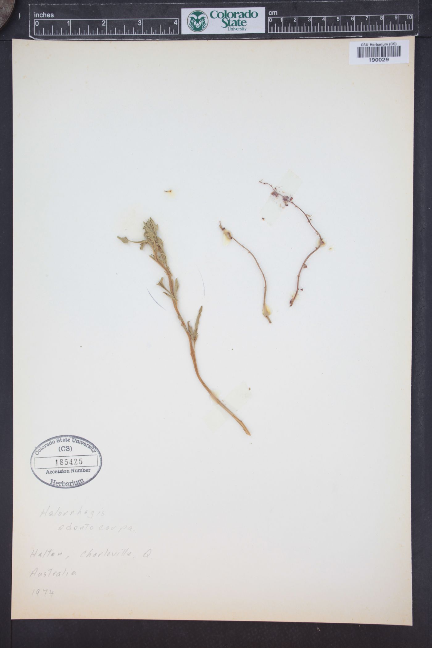 Haloragis odontocarpa image