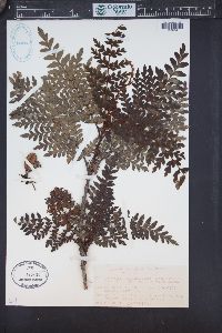 Lomatia ferruginea image