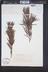Podocarpus parlatorei image