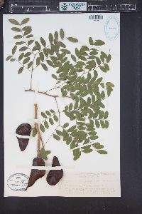 Gleditsia amorphoides image