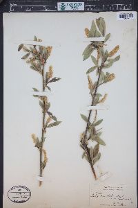 Salix lasiandra var. caudata image