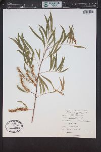 Salix caroliniana image