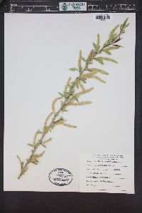 Salix amygdaloides image