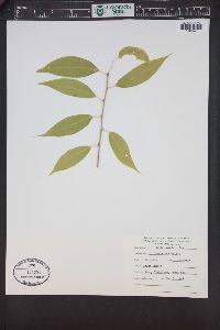 Salix amygdaloides image