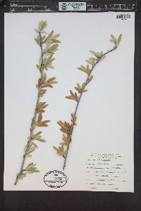 Salix geyeriana image