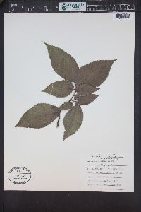Image Associated With the Occurence