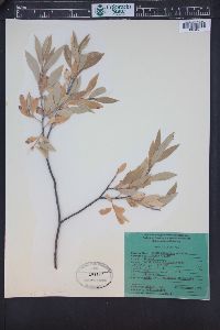 Salix geyeriana image