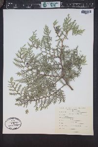 Thuja plicata image