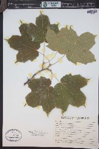 Acer nigrum image