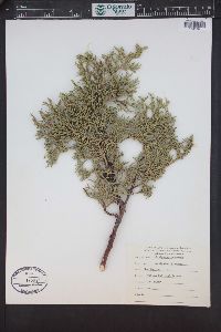 Juniperus deppeana image