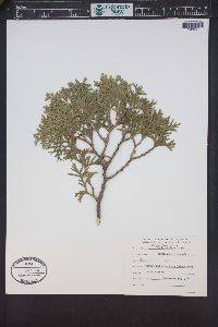 Thuja occidentalis image