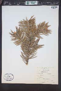 Abies bracteata image