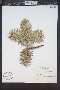 Abies bracteata image