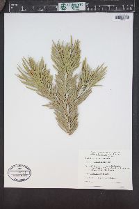 Abies bracteata image