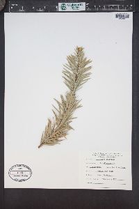 Abies bracteata image