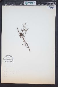 Image of Eremophila gilesii