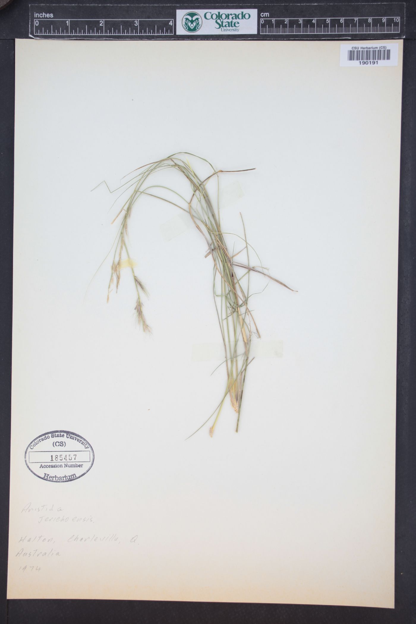 Aristida jerichoensis image