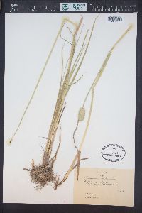 Alopecurus alpinus image