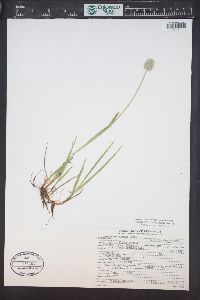 Alopecurus magellanicus image