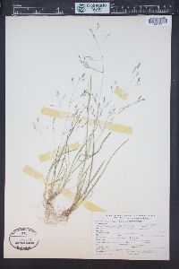 Agrostis mertensii image