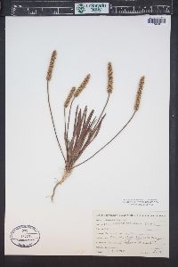 Plantago wrightiana image