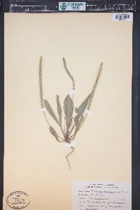 Plantago rhodosperma image