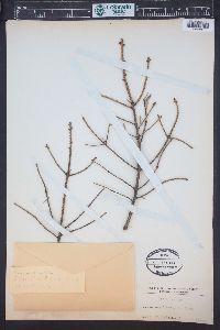 Picea omorika image