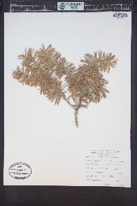 Abies lasiocarpa image