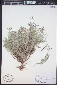 Astragalus missouriensis image