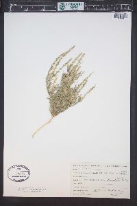 Oligomeris linifolia image