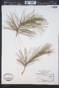 Pinus leiophylla var. chihuahuana image