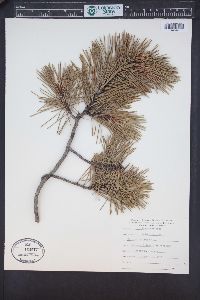 Pinus contorta image