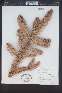 Abies procera image