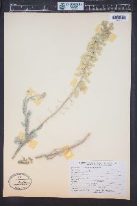 Dimorphocarpa wislizeni image