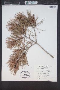 Pinus clausa image