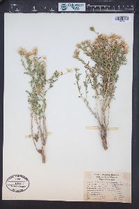 Brickellia oblongifolia image