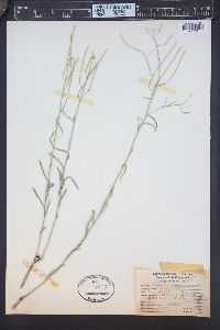 Sisymbrium linifolium image