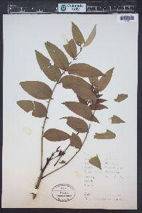 Zanthoxylum clava-herculis image