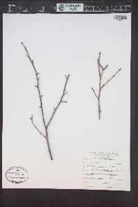 Betula occidentalis image